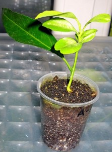 C. clementina Clemenules IVIA 22.jpg