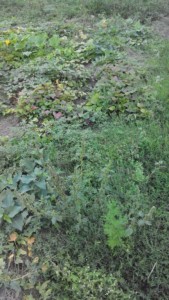 IMG_20160824_24347.jpg