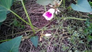 IMG_20160831_57269.jpg
