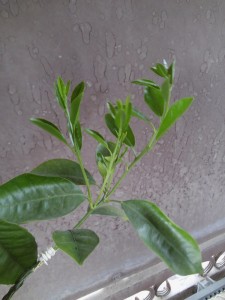 20160908_165207.jpg