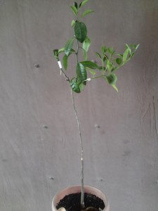 20160908_165217.jpg