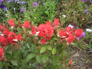 IMG_4943.JPG